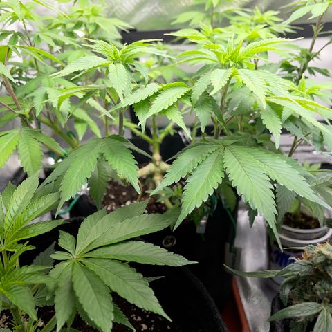 Critical Kush Photo Mainlining 1th Try growlog timeline photo