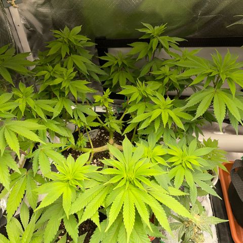 Critical Kush Photo Mainlining 1th Try growlog timeline photo