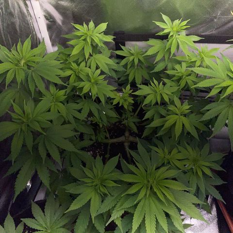Critical Kush Photo Mainlining 1th Try growlog timeline photo