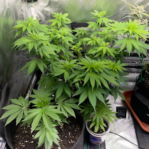 Critical Kush Photo Mainlining 1th Try growlog timeline photo