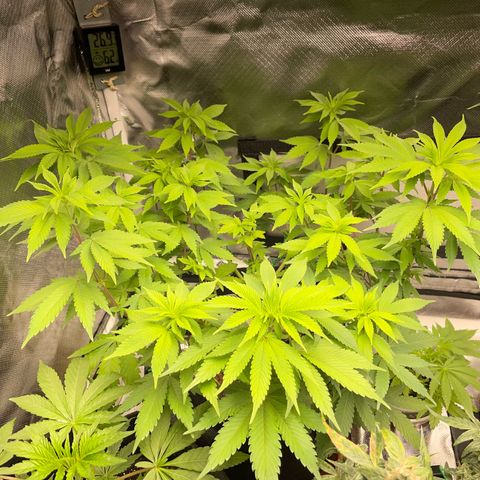 Critical Kush Photo Mainlining 1th Try growlog timeline photo