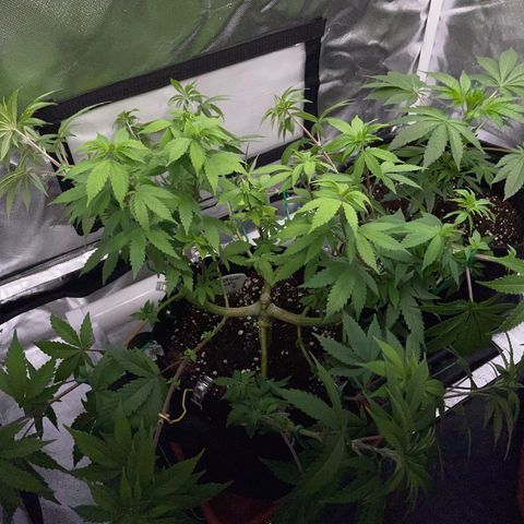 Critical Kush Photo Mainlining 1th Try growlog timeline photo