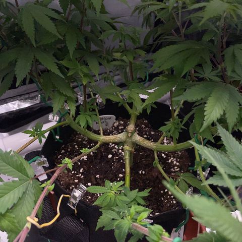 Critical Kush Photo Mainlining 1th Try growlog timeline photo