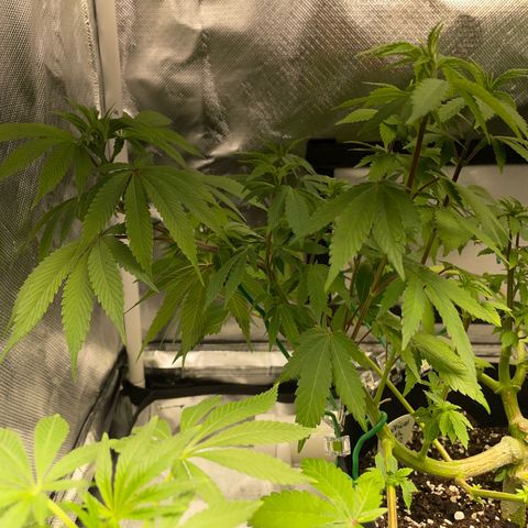Critical Kush Photo Mainlining 1th Try growlog timeline photo
