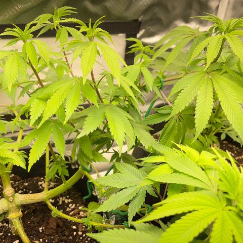 Critical Kush Photo Mainlining 1th Try growlog timeline photo