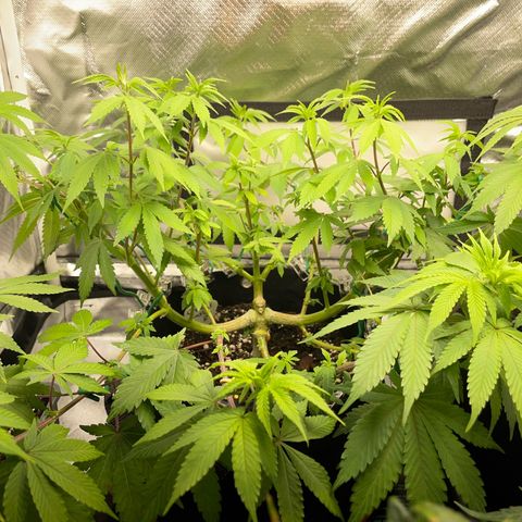 Critical Kush Photo Mainlining 1th Try growlog timeline photo