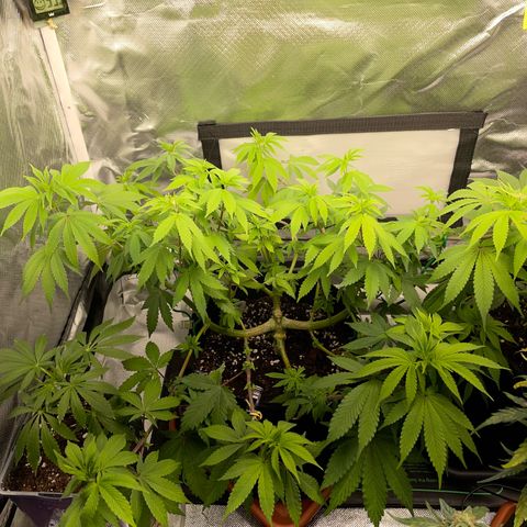 Critical Kush Photo Mainlining 1th Try growlog timeline photo