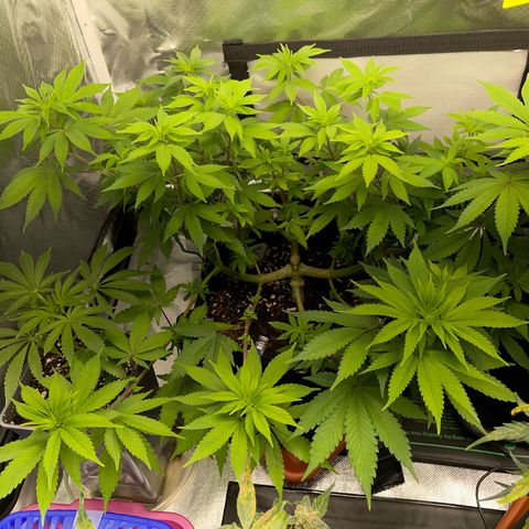 Critical Kush Photo Mainlining 1th Try growlog timeline photo