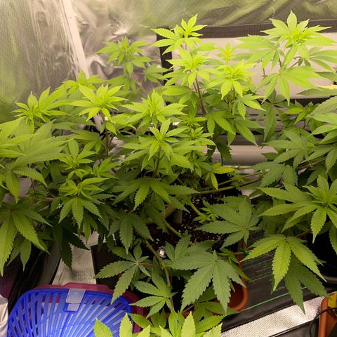 Critical Kush Photo Mainlining 1th Try growlog timeline photo