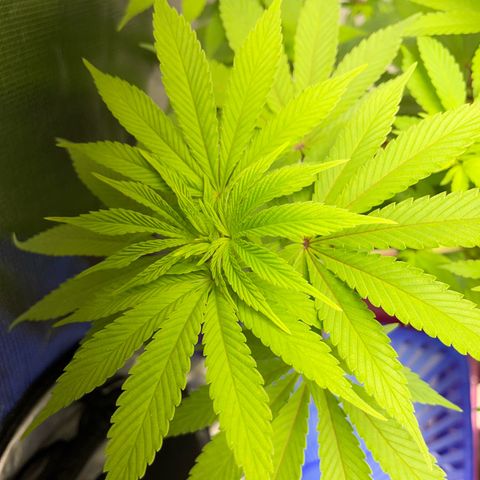 Critical Kush Photo Mainlining 1th Try growlog timeline photo