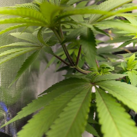Critical Kush Photo Mainlining 1th Try growlog timeline photo
