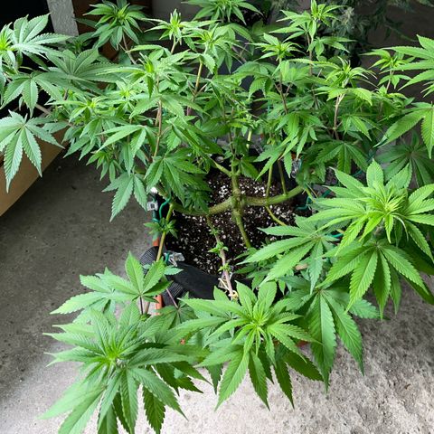 Critical Kush Photo Mainlining 1th Try growlog timeline photo