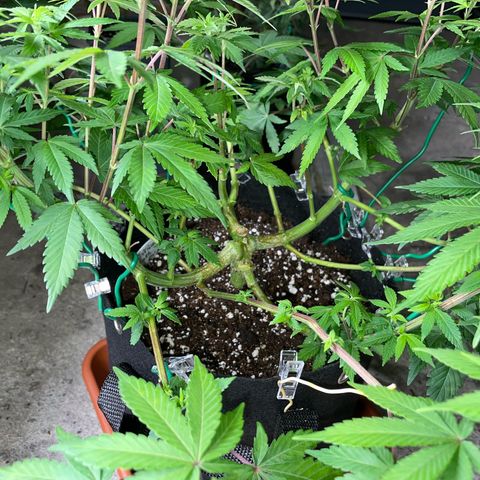 Critical Kush Photo Mainlining 1th Try growlog timeline photo