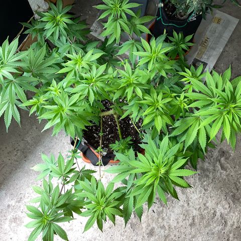 Critical Kush Photo Mainlining 1th Try growlog timeline photo