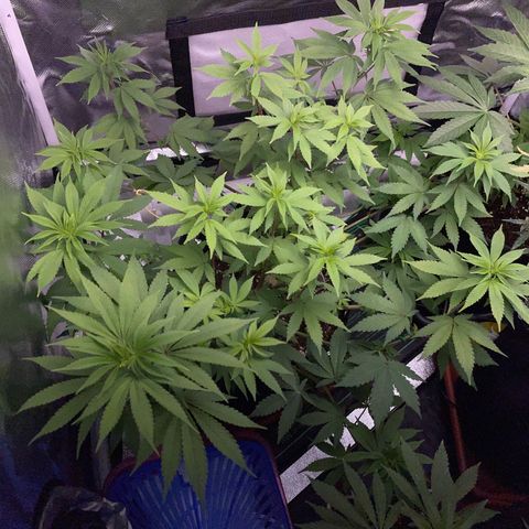 Critical Kush Photo Mainlining 1th Try growlog timeline photo