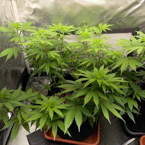 Critical Kush Photo Mainlining 1th Try growlog timeline photo