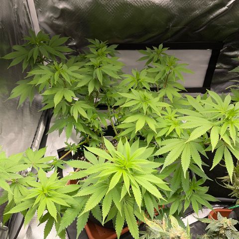 Critical Kush Photo Mainlining 1th Try growlog timeline photo