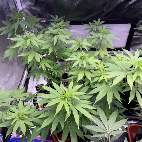 Critical Kush Photo Mainlining 1th Try growlog timeline photo