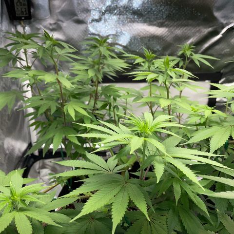Critical Kush Photo Mainlining 1th Try growlog timeline photo