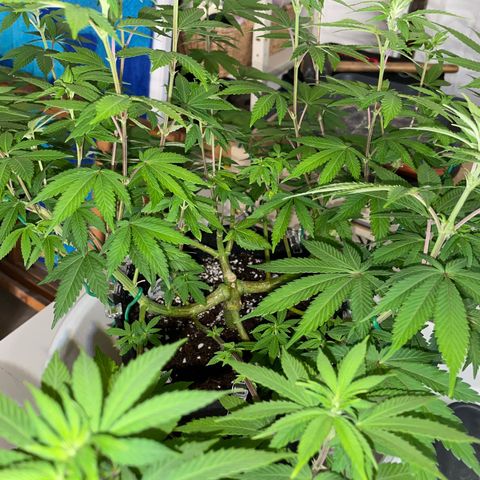 Critical Kush Photo Mainlining 1th Try growlog timeline photo