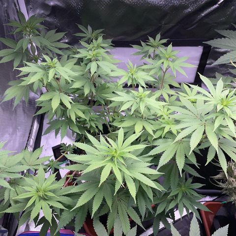 Critical Kush Photo Mainlining 1th Try growlog timeline photo