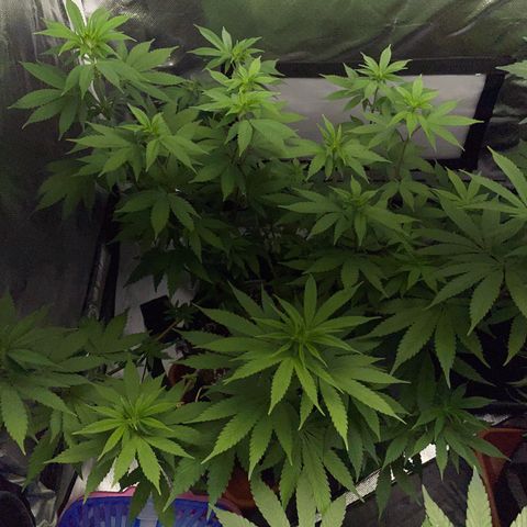 Critical Kush Photo Mainlining 1th Try growlog timeline photo