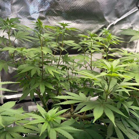 Critical Kush Photo Mainlining 1th Try growlog timeline photo
