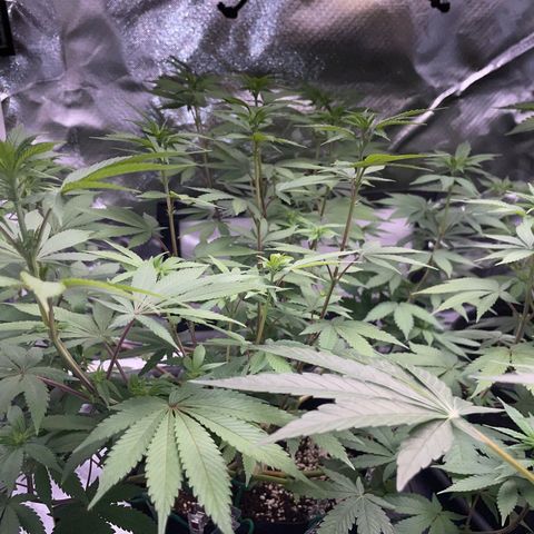 Critical Kush Photo Mainlining 1th Try growlog timeline photo