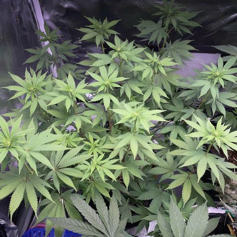 Critical Kush Photo Mainlining 1th Try growlog timeline photo