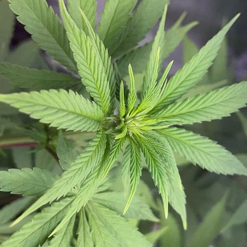 Critical Kush Photo Mainlining 1th Try growlog timeline photo