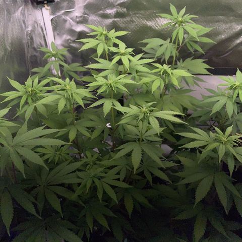 Critical Kush Photo Mainlining 1th Try growlog timeline photo