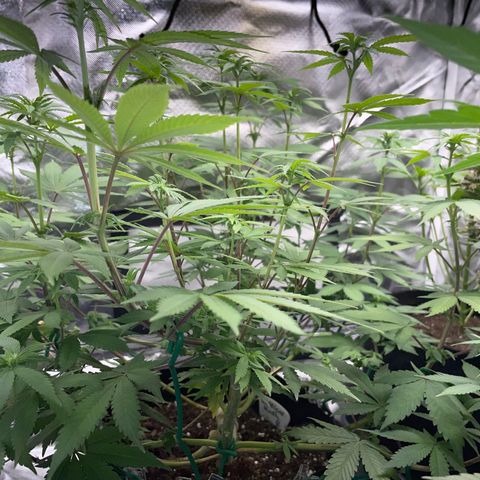 Critical Kush Photo Mainlining 1th Try growlog timeline photo