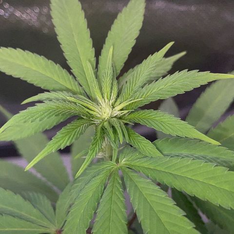 Critical Kush Photo Mainlining 1th Try growlog timeline photo