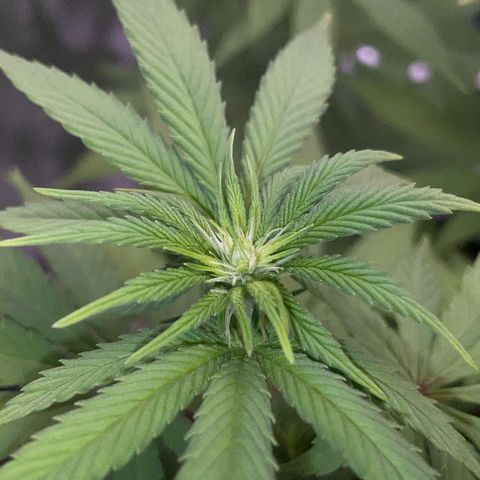 Critical Kush Photo Mainlining 1th Try growlog timeline photo