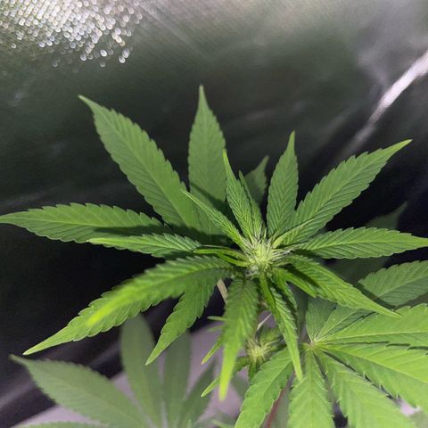 Critical Kush Photo Mainlining 1th Try growlog timeline photo