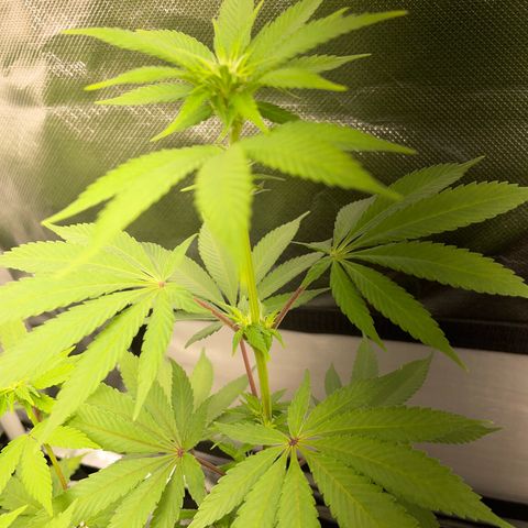 Critical Kush Photo Mainlining 1th Try growlog timeline photo