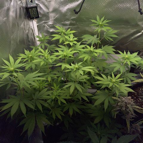 Critical Kush Photo Mainlining 1th Try growlog timeline photo