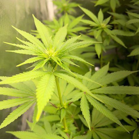 Critical Kush Photo Mainlining 1th Try growlog timeline photo