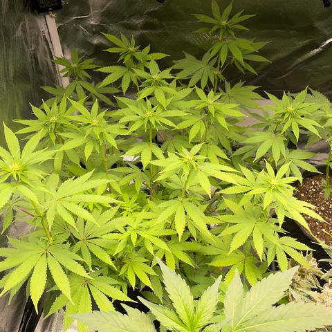Critical Kush Photo Mainlining 1th Try growlog timeline photo