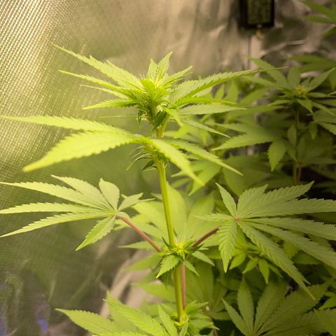 Critical Kush Photo Mainlining 1th Try growlog timeline photo