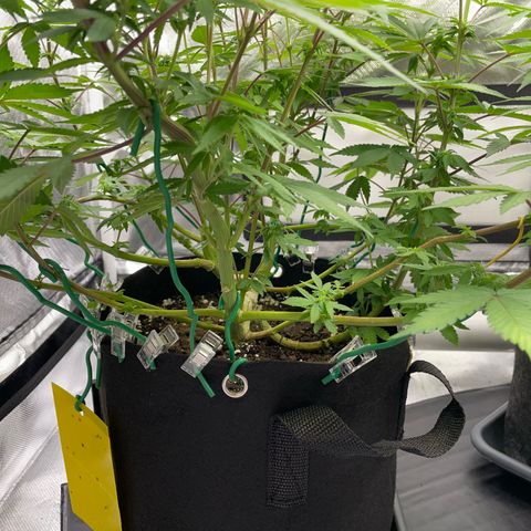 Critical Kush Photo Mainlining 1th Try growlog timeline photo