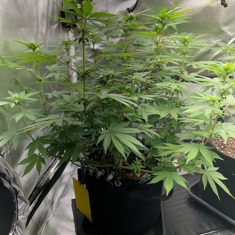 Critical Kush Photo Mainlining 1th Try growlog timeline photo