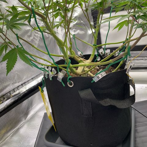 Critical Kush Photo Mainlining 1th Try growlog timeline photo