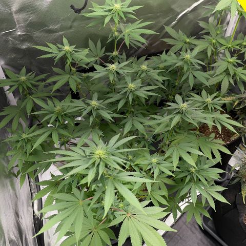 Critical Kush Photo Mainlining 1th Try growlog timeline photo