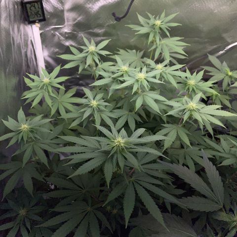 Critical Kush Photo Mainlining 1th Try growlog timeline photo