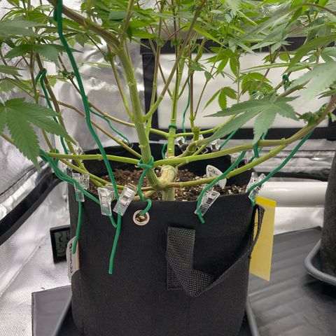 Critical Kush Photo Mainlining 1th Try growlog timeline photo