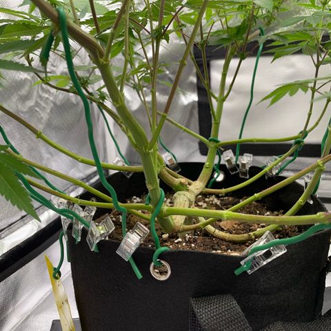 Critical Kush Photo Mainlining 1th Try growlog timeline photo