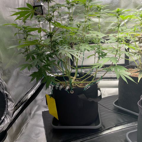 Critical Kush Photo Mainlining 1th Try growlog timeline photo