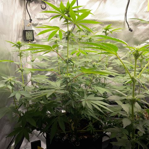Critical Kush Photo Mainlining 1th Try growlog timeline photo