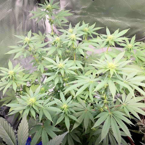 Critical Kush Photo Mainlining 1th Try growlog timeline photo